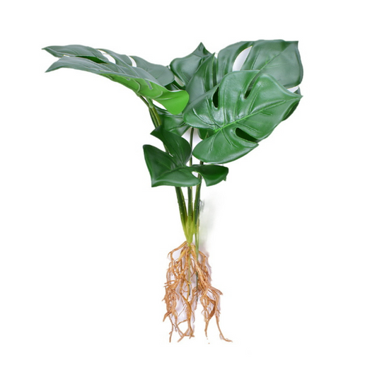 Monstera-Blätter mit Wurzeln – 42cm