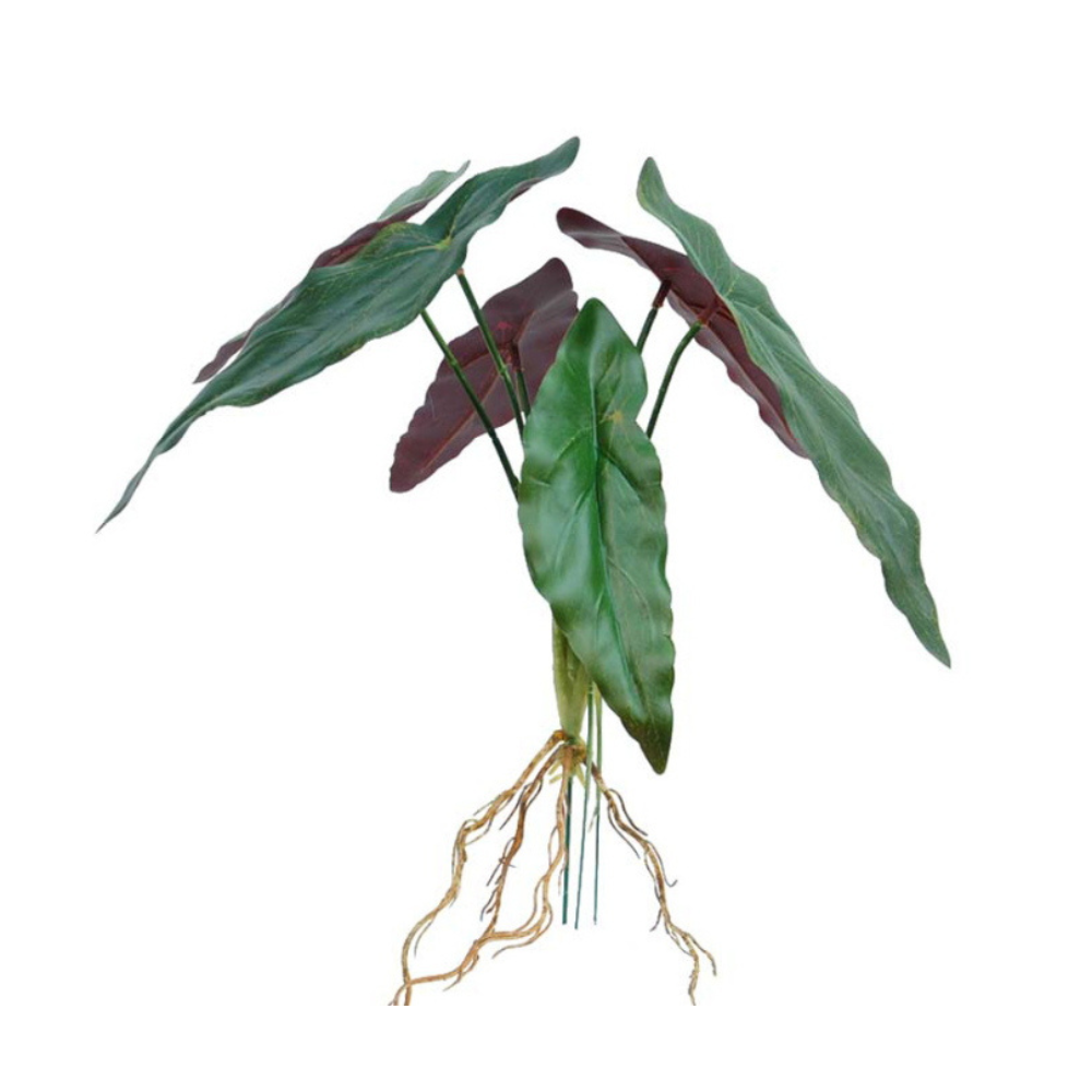 Begonia-Blätter mit Wurzeln – 30cm