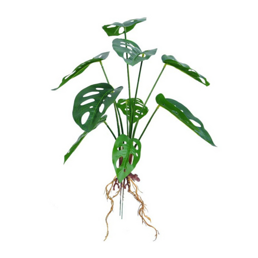 Monstera-Blätter mit Wurzeln – 43cm