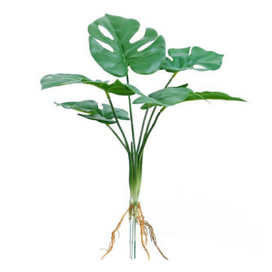 Monstera-Blätter mit Wurzeln – 35cm